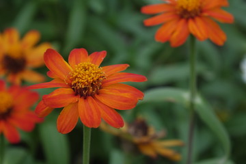 Close up of flower