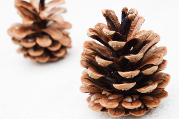 Pine cones on a white background. Open pine cones