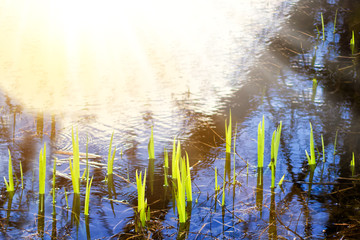 Almond blossoms over blurred nature background