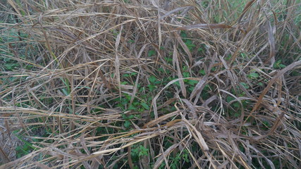 The grass in the field