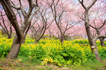 Beautiful Cherry Blossom in Matsuda , Japan