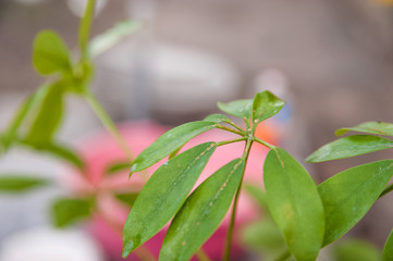 Schefflera leaves with shield. Plant parasitized close up and copy space.