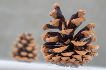 Pine cones on a light background. Open pine cones