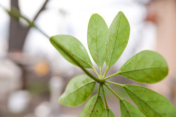 Schefflera leaves with shield. Plant parasitized close up and copy space.