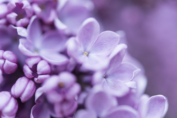 Naklejka na ściany i meble closeup of a flower lilac