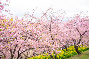 Fototapeta premium Beautiful Cherry Blossom in Matsuda , Japan
