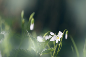 natural spring background with white flower