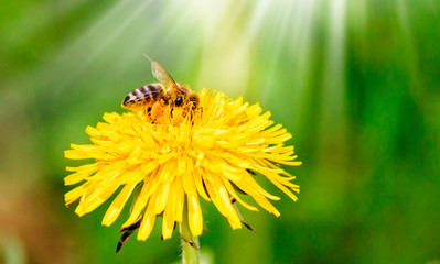 Honey bee on beautiful flowers