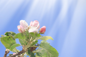 Blooming apple tree in spring time. blue sky