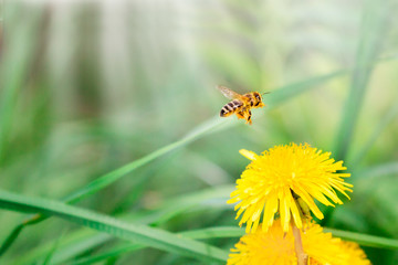Floral summer spring background. Yellow dandelion flowers and fly bee close-up in a field on nature on a green background. Colorful artistic image, free copy space