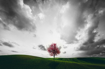 Lonely red tree on the green field.