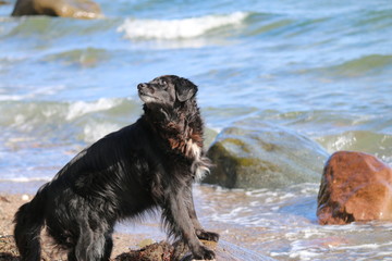 hund