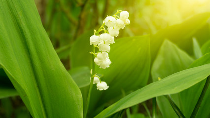 Obraz premium Green floral background, blurred background. Young green leaves, grass. Sunlight, rays.