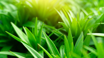 Green floral background, blurred background. Young green leaves, grass. Sunlight, rays.