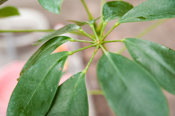 Schefflera leaves with shield. Plant parasitized close up and copy space.
