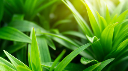 Green floral background, blurred background. Young green leaves, grass. Sunlight, rays.