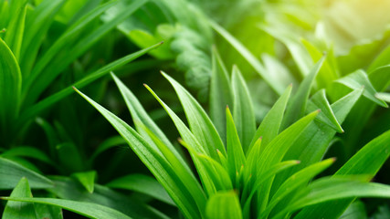 Green floral background, blurred background. Young green leaves, grass. Sunlight, rays.