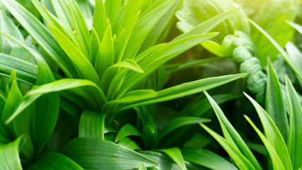 Obraz premium Green floral background, blurred background. Young green leaves, grass. Sunlight, rays.
