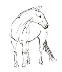 horse hand drawn illustration,art design