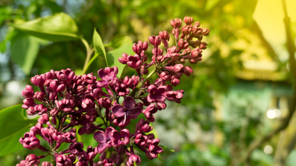 Floral floral background. Green background with flowers.