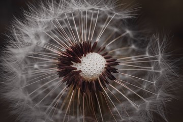 Fototapeta premium dandelion flower plant in the garden in summer, dandelion in the nature