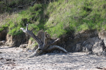 holz