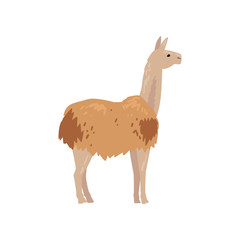 Cute Fluffy Llama Animal, Side View Vector Illustration