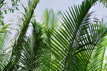 Naklejka na ściany i meble Full Frame Background of Fresh Green Palm Leaves
