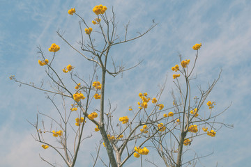 Flowers in spring, Flower yellow in garden and sky background, Yellow flower bloom with copy space on bright blue sky in winter in Thailand