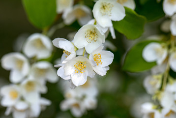 Beautiful blossoming branch of jasmine in garden