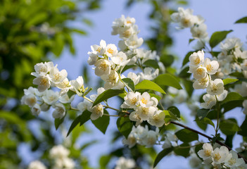 Beautiful blossoming branch of jasmine in garden
