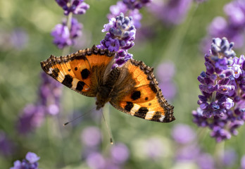 Colorful Butterfly on the blooming lavender flowers