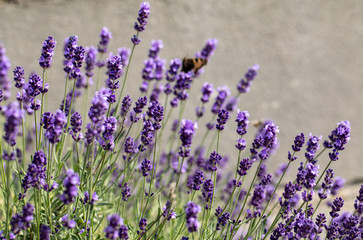  the blooming lavender flowers in Provence, near Sault, France