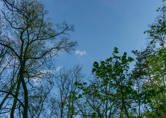 Trees against a clear sky