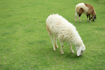 Obraz premium The sheep eat grass