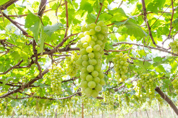 A bunch of green grapes in a vineyard