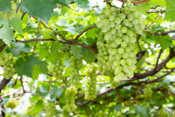 A bunch of green grapes in a vineyard