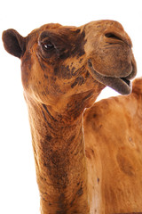 Camel face on a white background