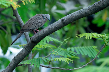Dove, Java, tree branches in front of the working building
