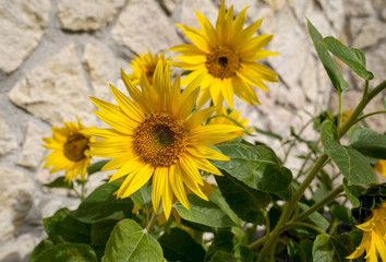 Obraz premium Blooming sunflowers against the background of a limestone wall