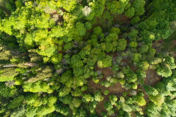 Aerial top view of summer green trees in forest