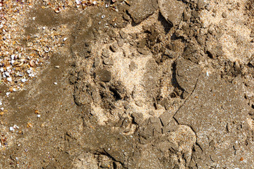 Wet sand texture. Wet compacted sand in the low tide zone 