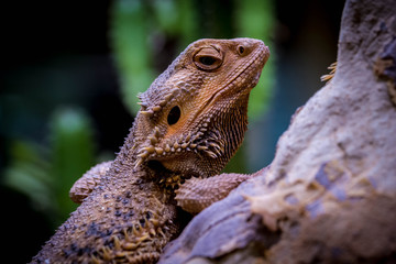 Bearded Dragon