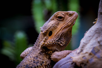 Bearded Dragon