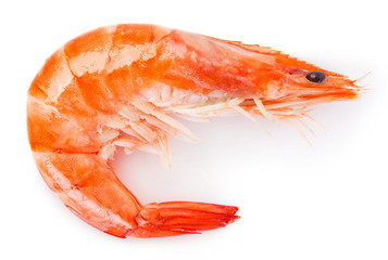 Cooked shrimp on white background