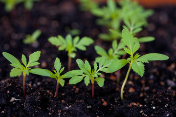 Seedlings of marigolds on the 30th day after sowing. Tagetes