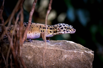 Lizard