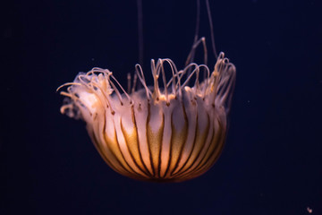 Jellyfish