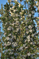 branch of a tree in spring