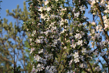 white flowers in spring